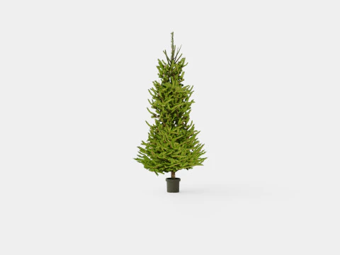 エゾマツのクリスマスツリー 3Dモデル