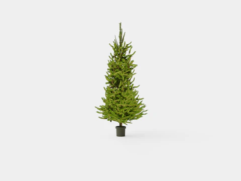 Picea abies Christmas Tree 3D Model