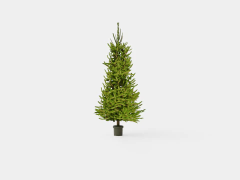 Picea abies Christmas Tree 3D Model