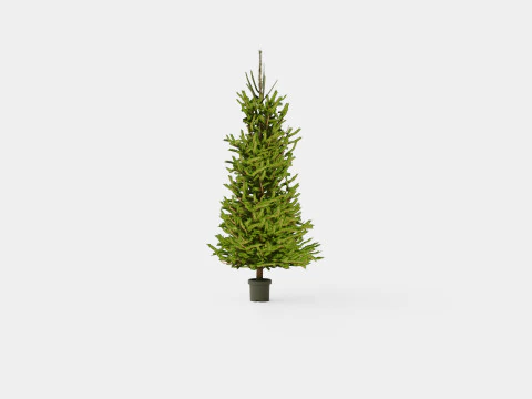 Picea abies Christmas Tree 3D Model