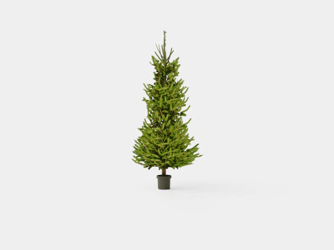 Picea abies Christmas Tree 3D Model