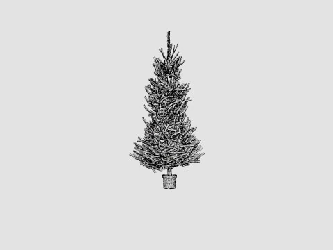 Picea abies Christmas Tree 3D Model