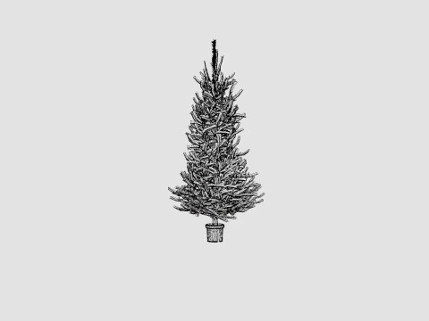 Picea abies Christmas Tree 3D Model