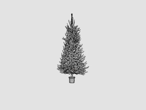 Picea abies Christmas Tree 3D Model