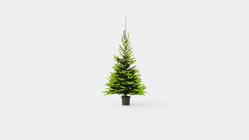 Picea abies Christmas Tree 3D Модель .c4d .max .obj .3ds .fbx .stl .blend 