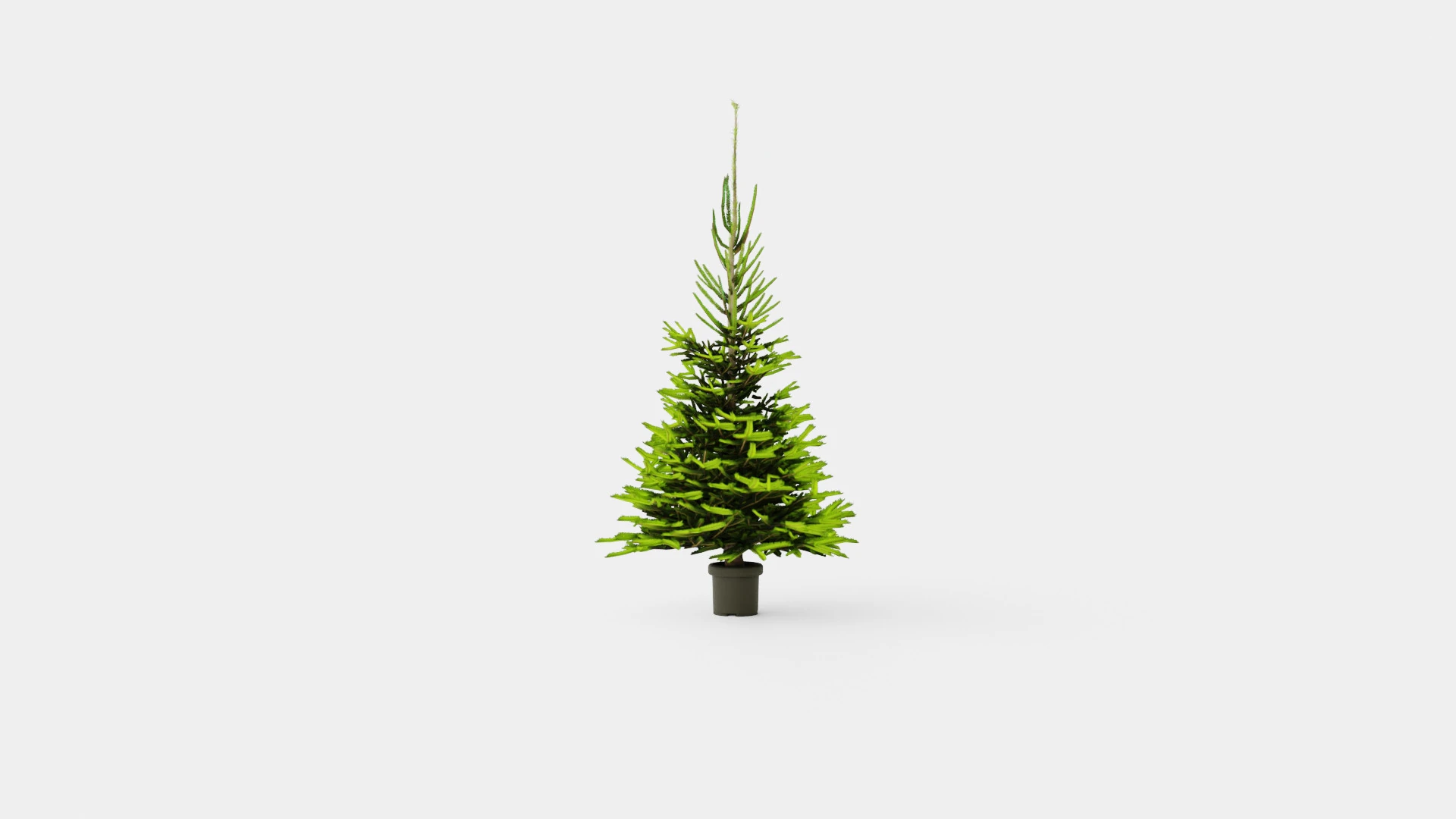 Picea abies Christmas Tree 3D Model .c4d .max .obj .3ds .fbx .stl .blend
