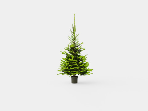 Picea abies Christmas Tree 3D Модель