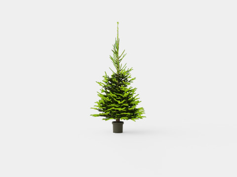 Picea abies Christmas Tree 3D Модель