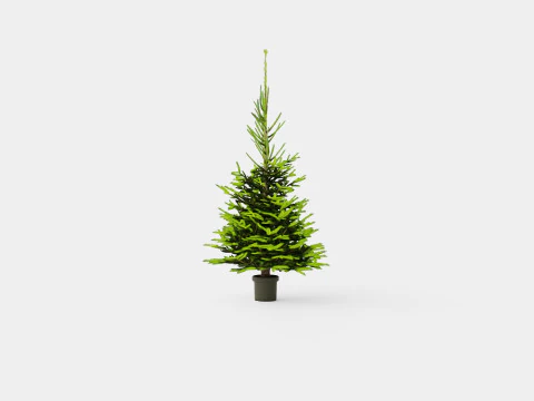 Picea abies Christmas Tree 3D Model