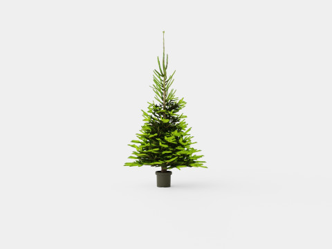Picea abies Christmas Tree 3D Модель