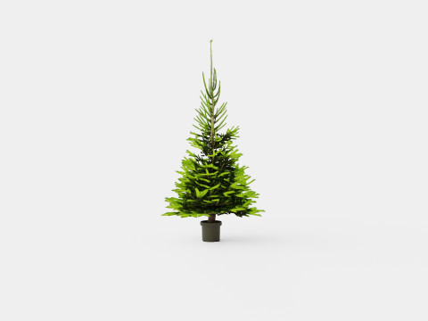 Picea abies Christmas Tree 3D Модель