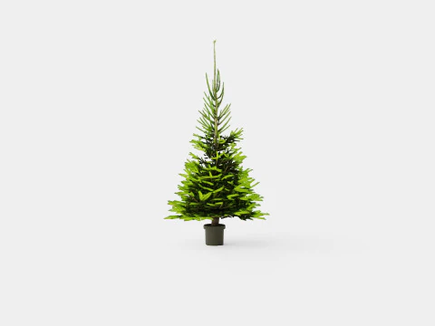 Picea abies Christmas Tree 3D Model