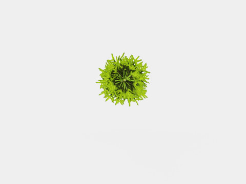 Picea abies Christmas Tree 3D Модель