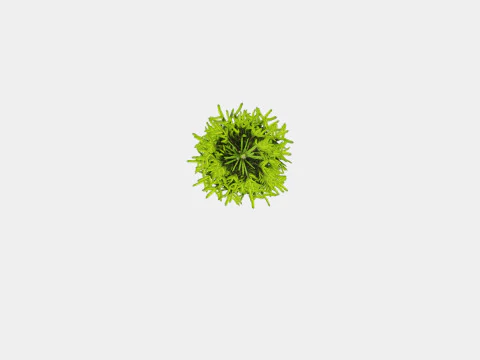 Picea abies Christmas Tree 3D Model