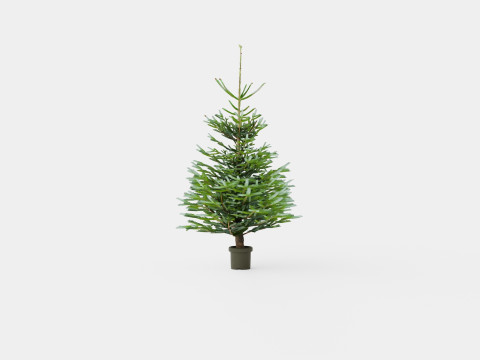 Abies nordmanniana Christmas Tree Modello 3D