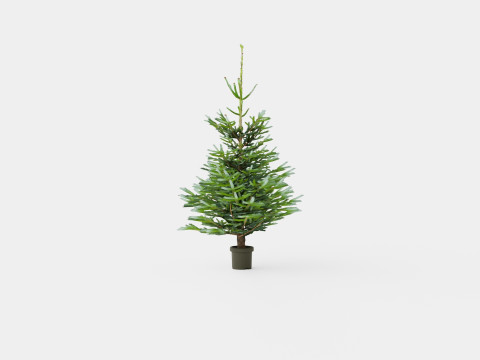 Abies nordmanniana Christmas Tree 3D Model