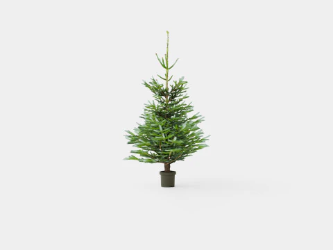 Abies nordmanniana Christmas Tree 3D Model