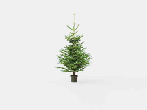 Abies nordmanniana Christmas Tree 3D Model