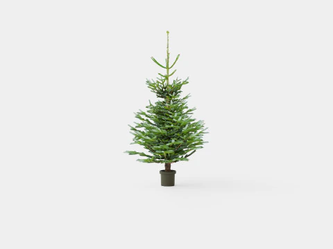 Abies nordmanniana Christmas Tree 3D Model