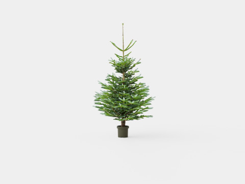 Abies nordmanniana Christmas Tree 3D Model