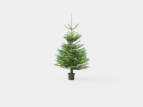 Abies nordmanniana Christmas Tree 3D Model
