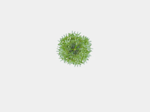 Abies nordmanniana Christmas Tree 3D Model