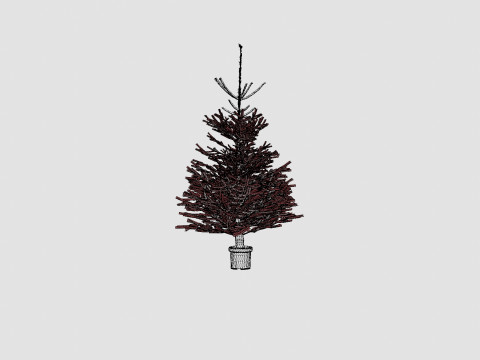 Abies nordmanniana Christmas Tree 3D Model