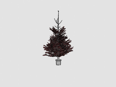 Abies nordmanniana Christmas Tree 3D Model