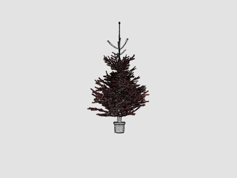 Abies nordmanniana Christmas Tree 3D Model