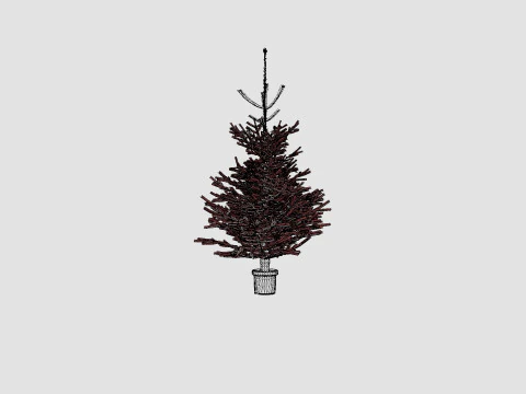 Abies nordmanniana Christmas Tree 3D Model