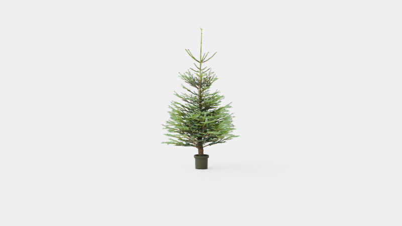 Abies Nordmanniana ECO Christmas Tree Modelo 3D .c4d .max .obj .3ds .fbx .stl .blend 