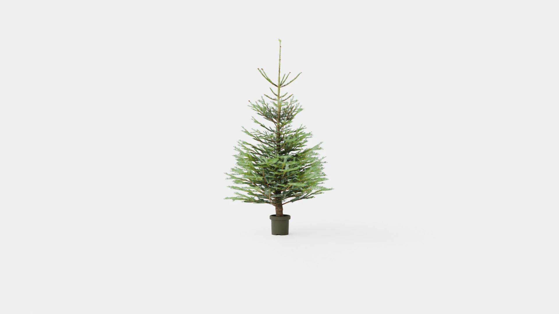 Abies Nordmanniana ECO Christmas Tree 3D Model .c4d .max .obj .3ds .fbx .stl .blend 
