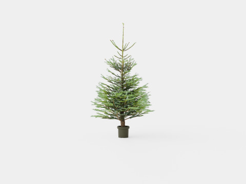 Abies Nordmanniana ECO Christmas Tree 3D Model