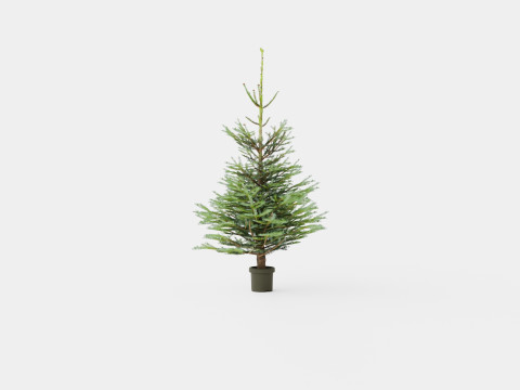Abies Nordmanniana ECO Christmas Tree Modelo 3D