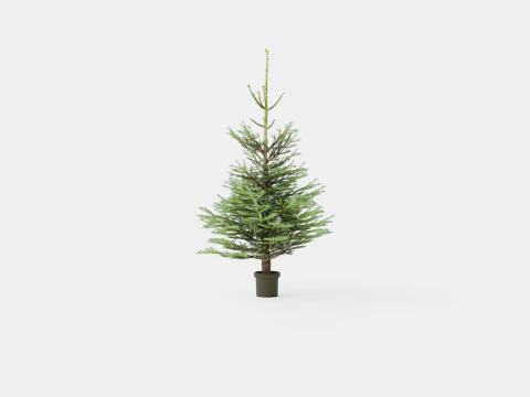 Abies Nordmanniana ECO Christmas Tree 3D Model