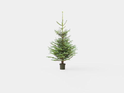 Abies Nordmanniana ECO Christmas Tree Modelo 3D