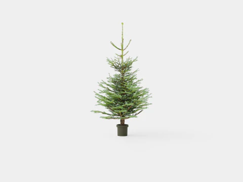 Abies Nordmanniana ECO Christmas Tree 3D Model