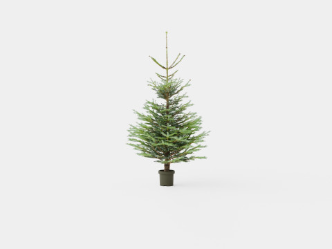Abies Nordmanniana ECO Christmas Tree Modelo 3D
