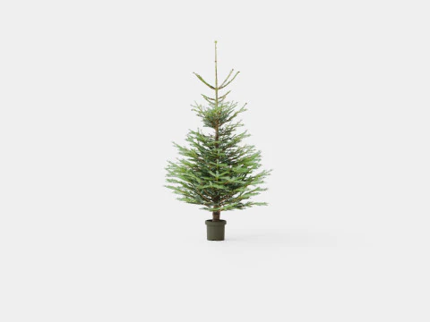 Abies Nordmanniana ECO Christmas Tree 3D Model