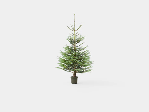 Abies Nordmanniana ECO Christmas Tree 3D Model