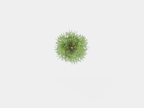 Abies Nordmanniana ECO Christmas Tree Modelo 3D