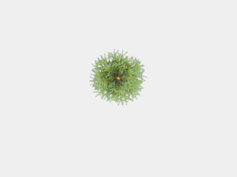 Abies Nordmanniana ECO Christmas Tree 3D Model