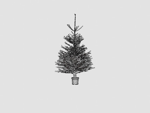 Abies Nordmanniana ECO Christmas Tree Modelo 3D