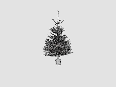Abies Nordmanniana ECO Christmas Tree 3D Model