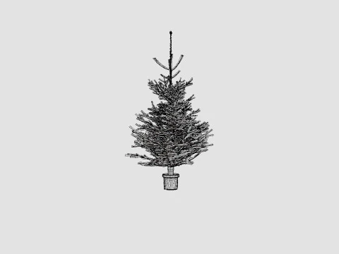Abies Nordmanniana ECO Christmas Tree 3D Model