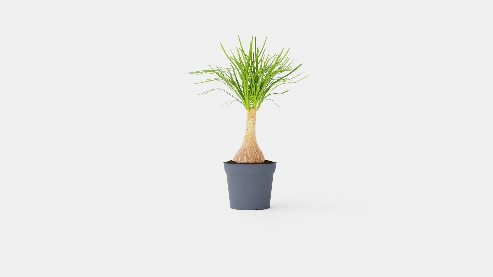 Beaucarnea Recurvata stem 3D Model .c4d .max .obj .3ds .fbx .stl .blend 