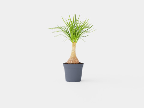 Beaucarnea Recurvata stem 3D Model