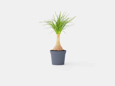 Beaucarnea Recurvata stem 3D Model