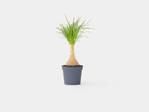 Beaucarnea Recurvata stem 3D Model