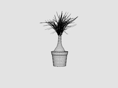 Beaucarnea Recurvata stem 3D Model